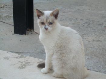 d Bild von Dalila