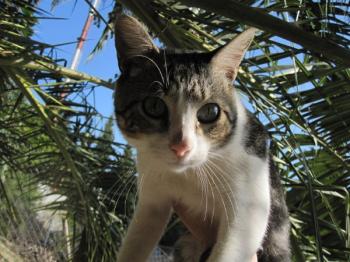 l Bild von Liliano