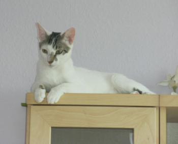 Henry in seinem Zuhause Bild von Henry