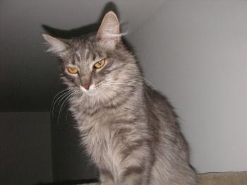 Troya Bild von Troya