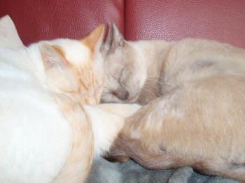 Ramo Bild von Ramo