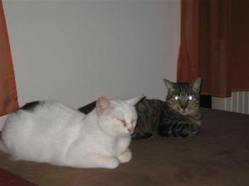 Dumbo + Nala Bild von Dumbo