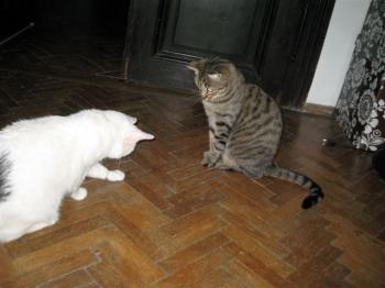 Nala + Dumbo Bild von Nala