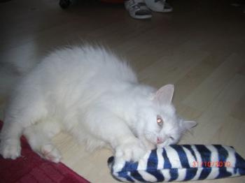 Tolo Bild von Tolo