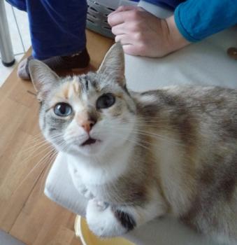s Bild von Suki