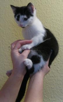 p Bild von Popeye