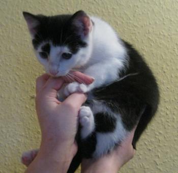 p Bild von Popeye