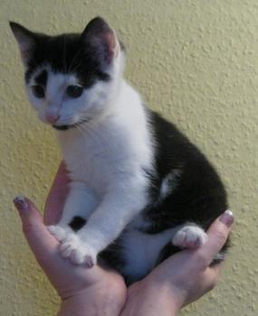p Bild von Popeye