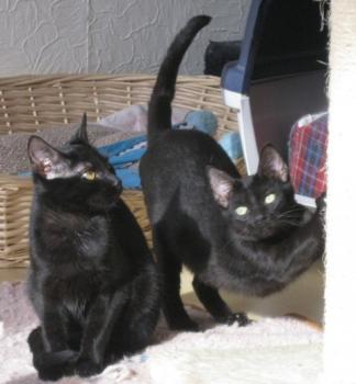 n Bild von Noir