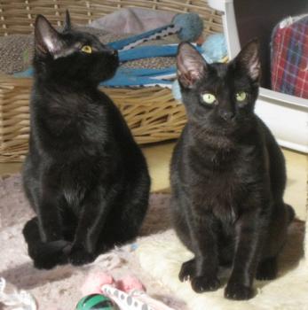 n Bild von Noir