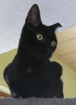 b Bild von Bella