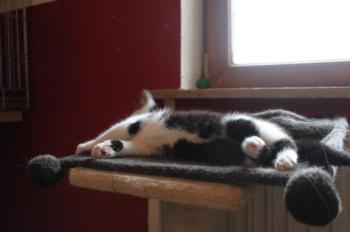 p Bild von Popeye