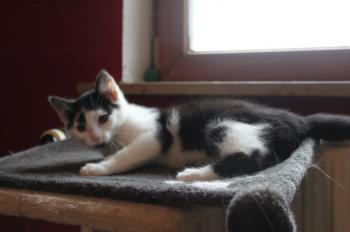 p Bild von Popeye