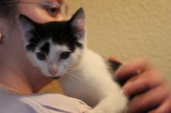 p Bild von Popeye