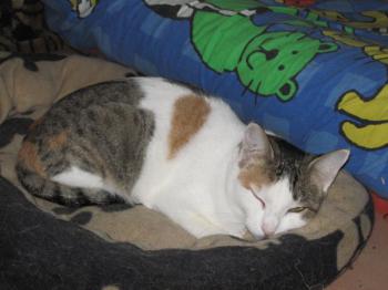 p Bild von Polly