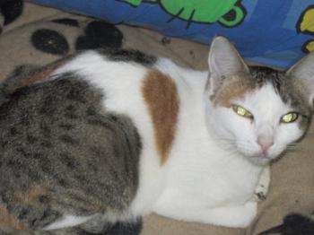 p Bild von Polly