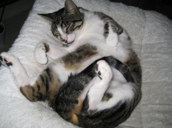 Hemingway Bild von Hemingway