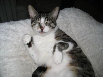 Hemingway Bild von Hemingway