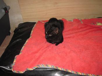 c Bild von Coddy