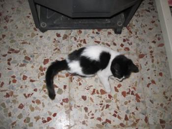 c Bild von Chino