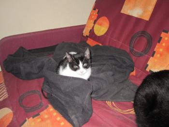 c Bild von Chino