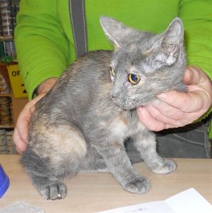 Bild von Niska