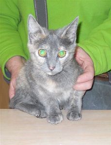 Bild von Niska