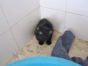 Bild von Batman