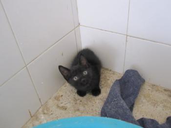 Bild von Batman