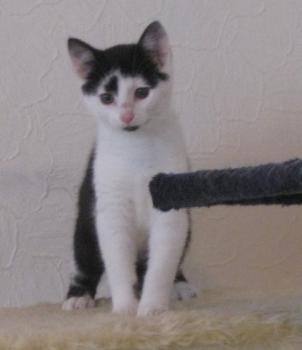 p Bild von Popeye