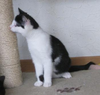 p Bild von Popeye