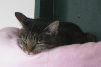 c Bild von Cutie Pie