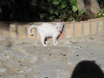 Bild von Schneeflöckchen