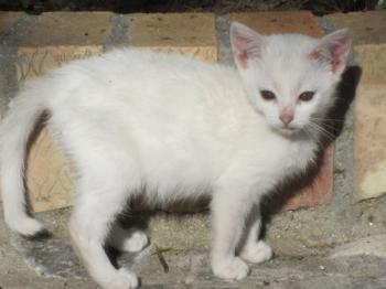 Bild von Schneeflöckchen