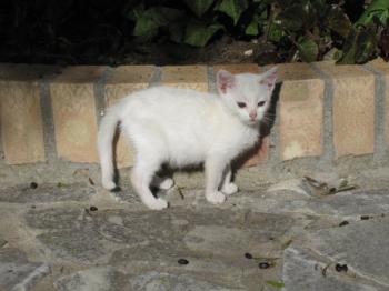 Bild von Schneeflöckchen