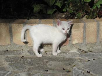 Bild von Schneeflöckchen