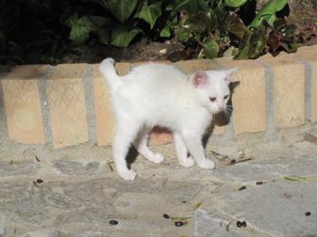 Bild von Schneeflöckchen