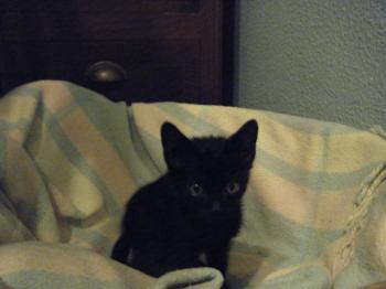 Bild von Batman