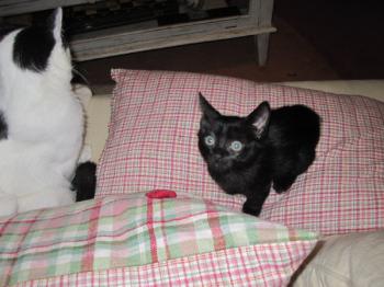 Bild von Batman