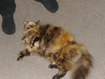 p Bild von Patches