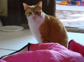 Bild von Kimi