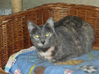 l Bild von Lolita