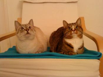 t Bild von Tino
