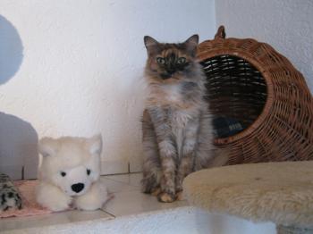 a Bild von Amisha 5272