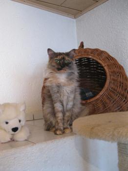 a Bild von Amisha 5272
