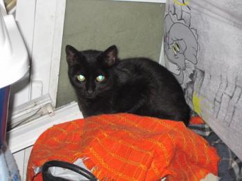 c Bild von Coddy