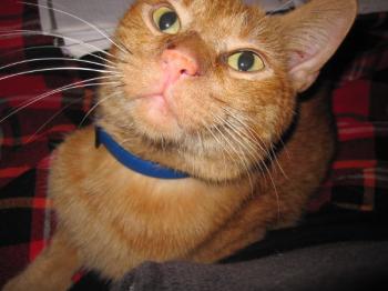h Bild von Henry