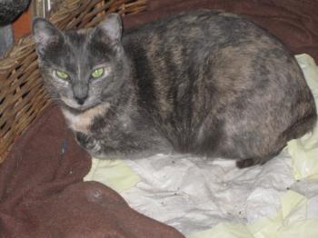 l Bild von Lolita