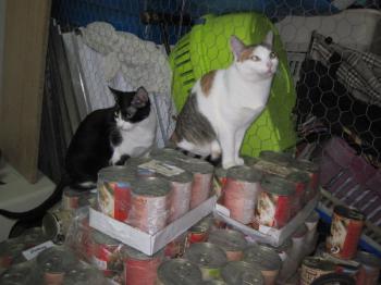 p Bild von Polly