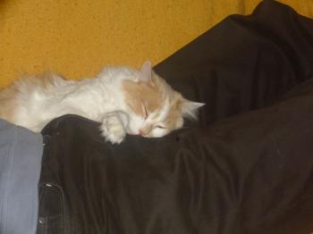 Bild von Rosalie